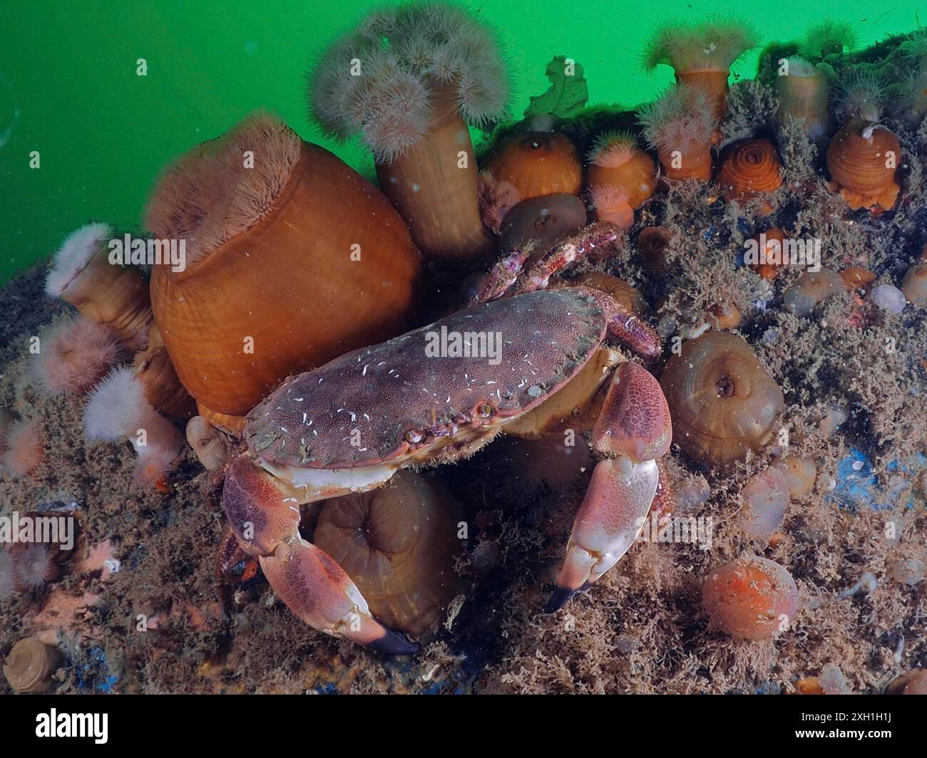 Crabe comestible (cancer pagurus) sur un lit sous-marin entouré d'algues et d'anémones clones plumoses (Metridium sénile). Site de plongée Rinvyle, Co. Galway Banque D'Images