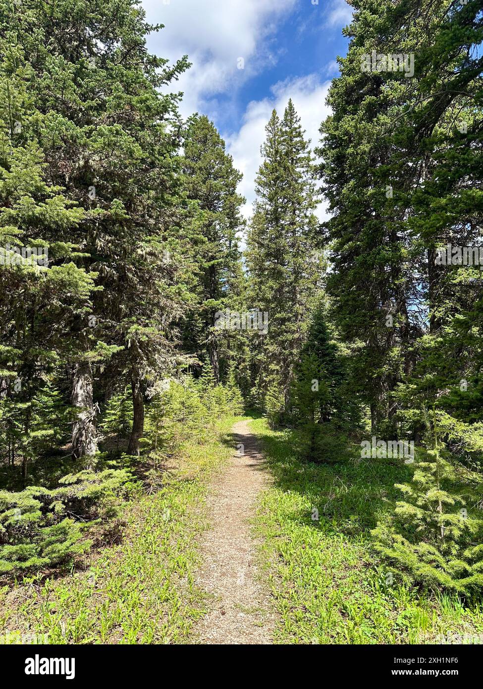 Beau paysage dans les montagnes, avec un sentier roi à travers une forêt verdoyante avec des pins Banque D'Images