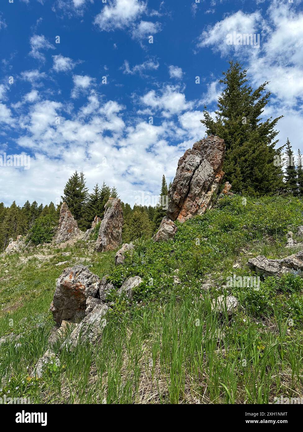 Beau paysage dans les montagnes, avec un sentier roi à travers une forêt verdoyante avec des fleurs sauvages et des pins Banque D'Images