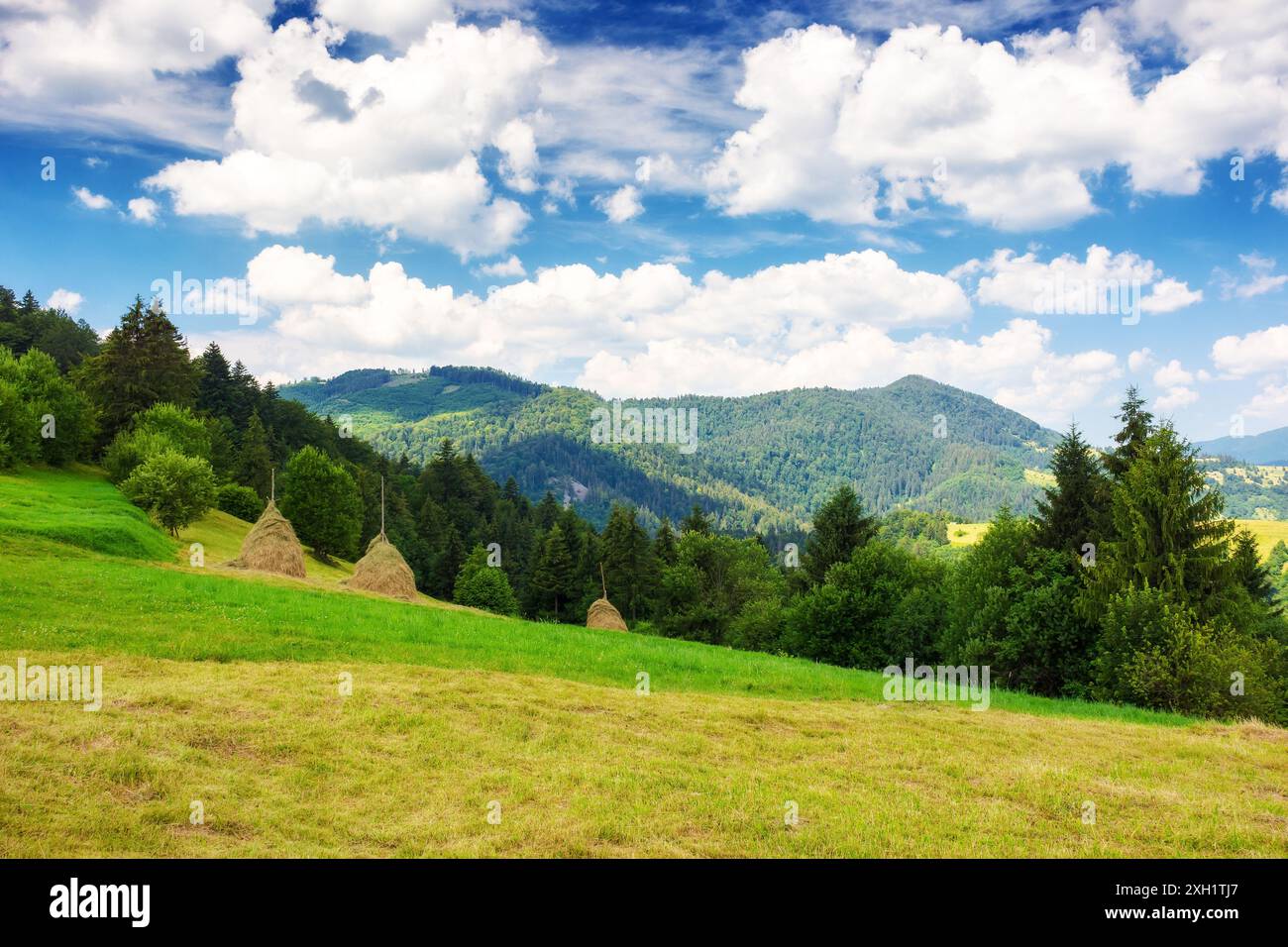 bottes de foin sur une colline herbeuse. paysage rural traditionnel du paysage rural montagneux des carpates de l'ukraine. calme après-midi ensoleillé avec nuage sur t Banque D'Images