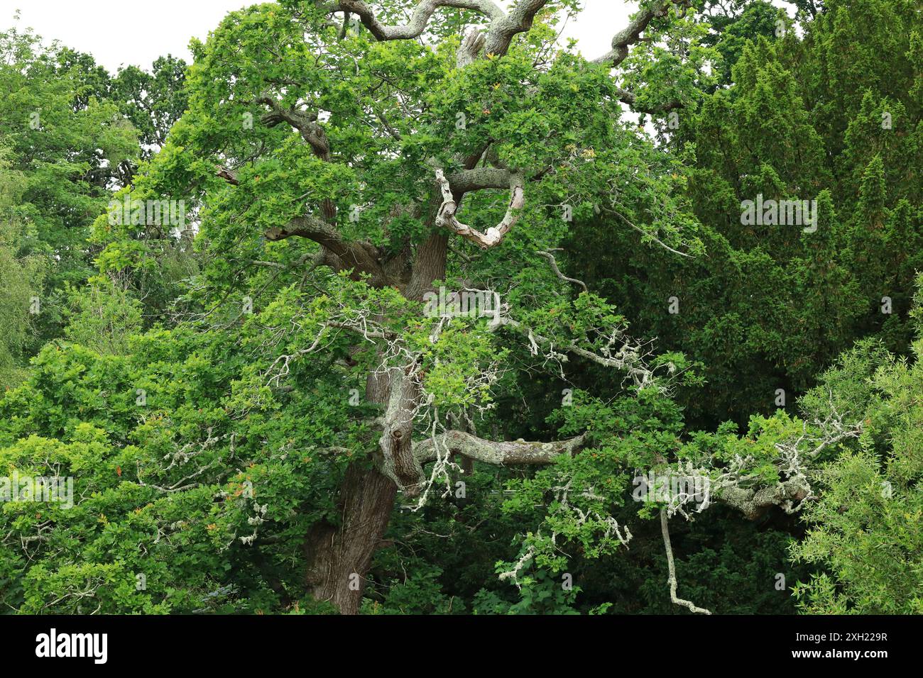 Un vieil arbre emmêlé, son tronc et ses branches se distinguent dans la mer de feuilles vertes qui l'entourent. Banque D'Images
