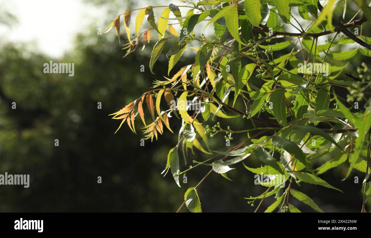 Feuilles vertes de neem tree en gros plan avec fond vert naturel flou bokeh clair. Banque D'Images