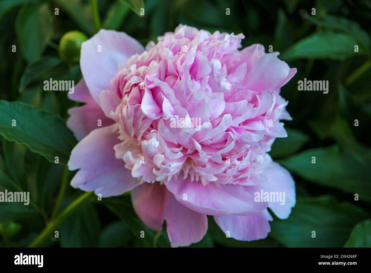 Pivoine rose clair avec des pétales délicats , pivoine rose avec des bourgeons, pivoine avec des feuilles vertes dans le jardin, macro fleur rose, tête de fleur, pivoine en fleurs, Banque D'Images