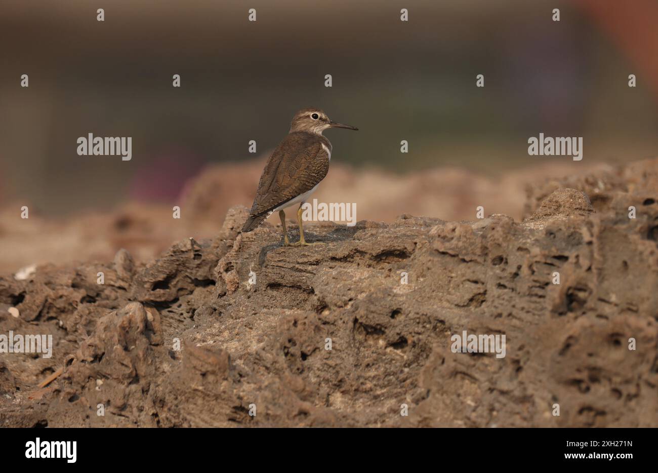 Piper de sable commun debout sur la roche, fond naturel. Banque D'Images