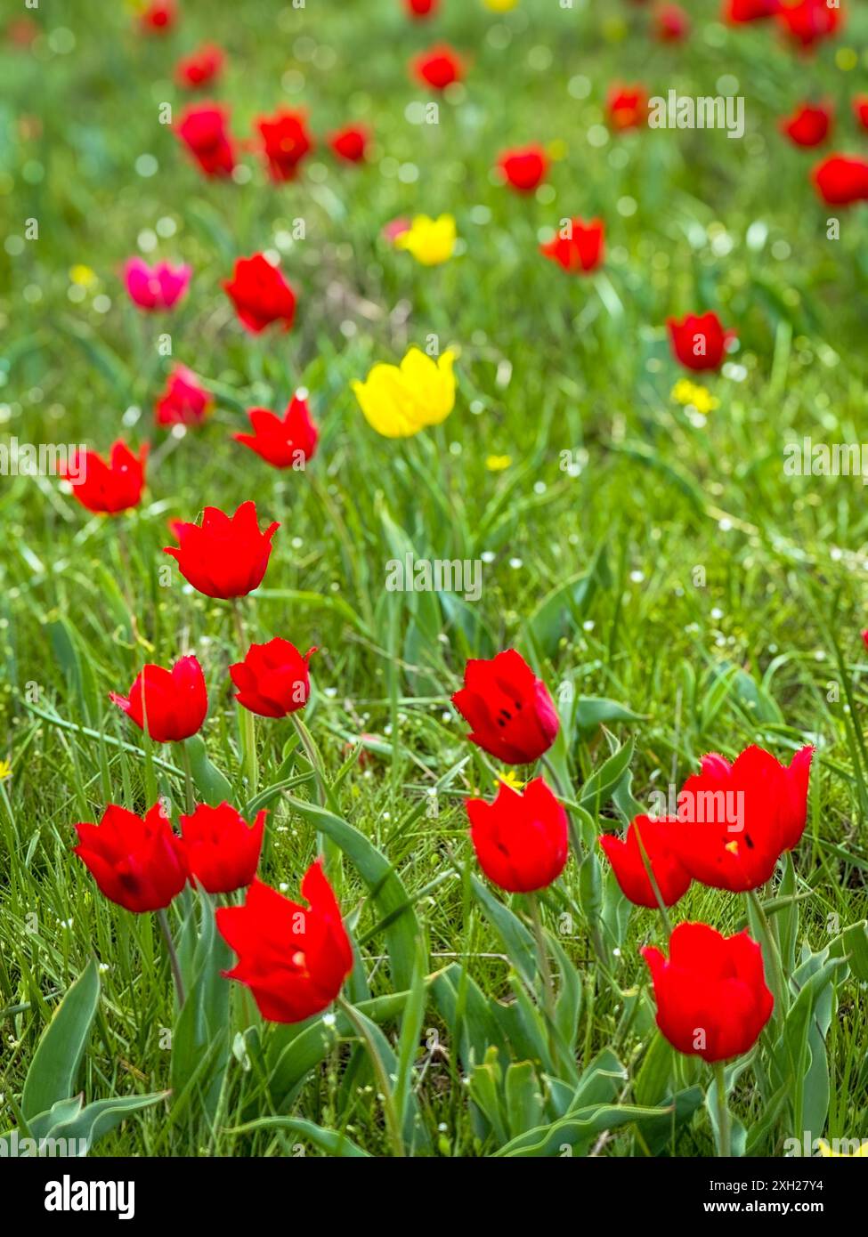 Beau champ de tulipes rouges et jaunes vibrantes en pleine floraison par une journée de printemps ensoleillée, représentant la nature et la fraîcheur. Banque D'Images