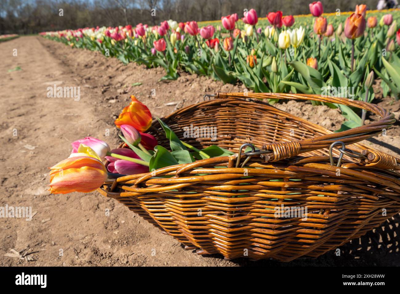 Tulipes dans un panier en osier après avoir été cueillies Banque D'Images