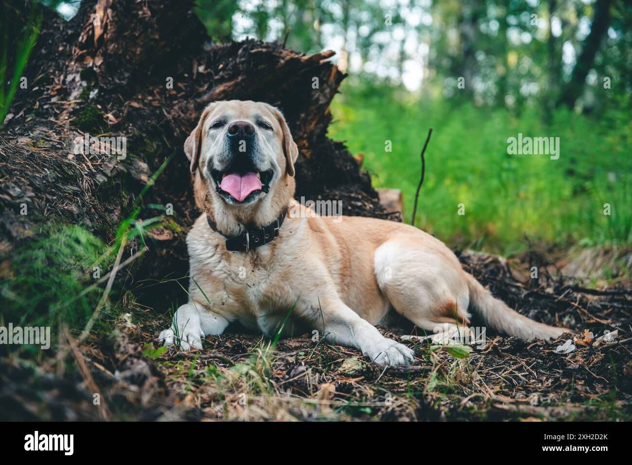 Beau chien Labrador couché sur le sol dans la forêt Banque D'Images