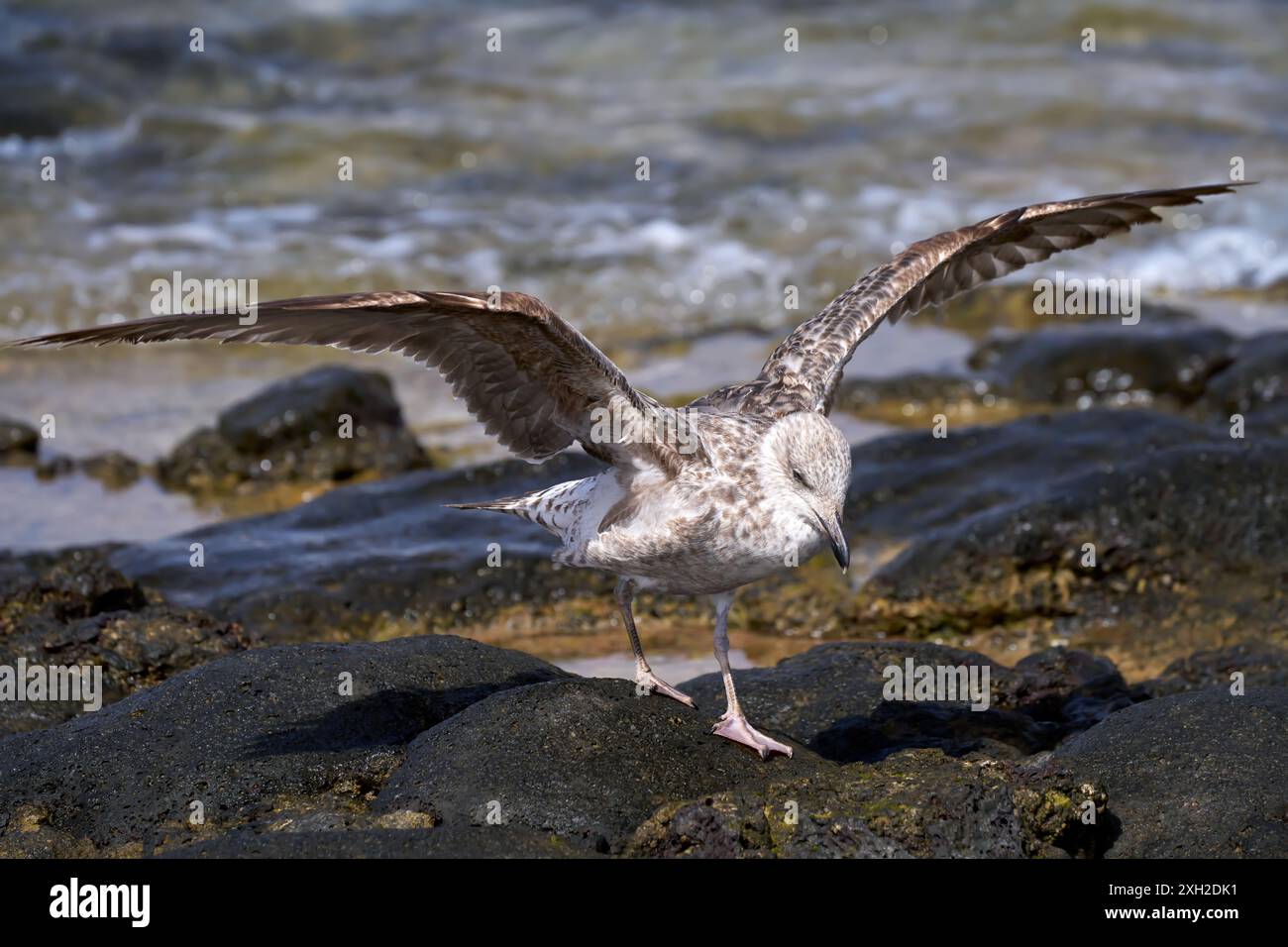 Jeune Goéland à pattes jaunes (Larus michahellis) marchant avec des ailes ouvertes sur la côte Banque D'Images