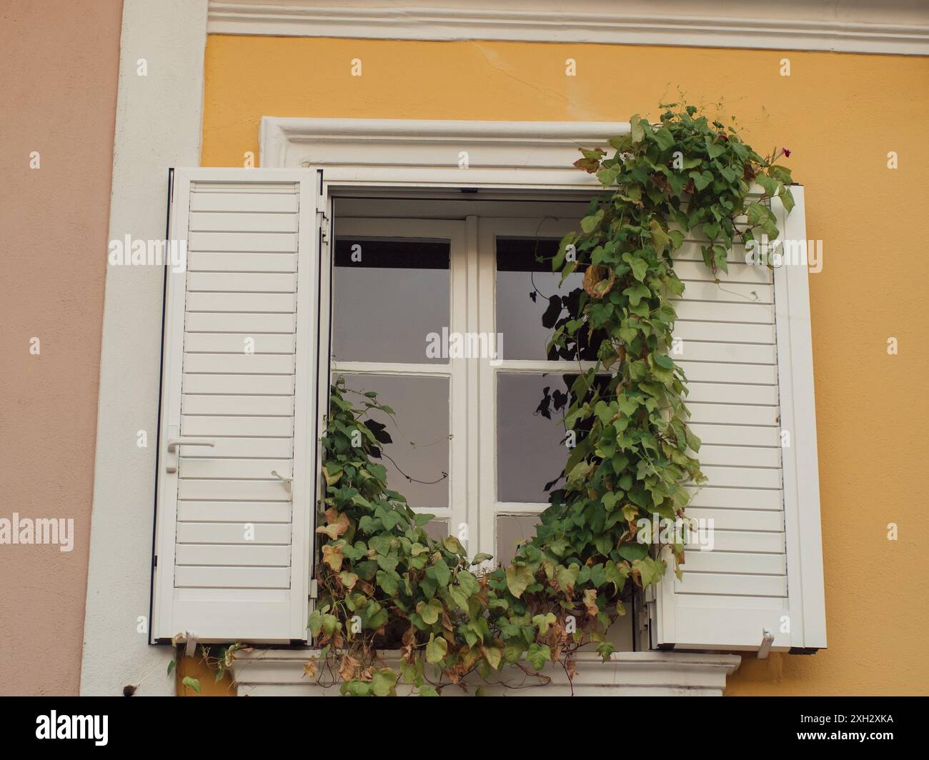 Charmante fenêtre italienne avec lierre luxuriante : gros plan horizontal de la façade pastel avec cadre de fenêtre blanc et volets ouverts à Olbia, Sardaigne. Banque D'Images