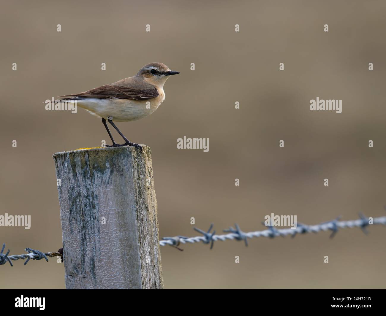 Une femme du nord wheatear ou juste, wheatear, Oenanthe oenanthe, perchée sur un poteau de clôture. Banque D'Images