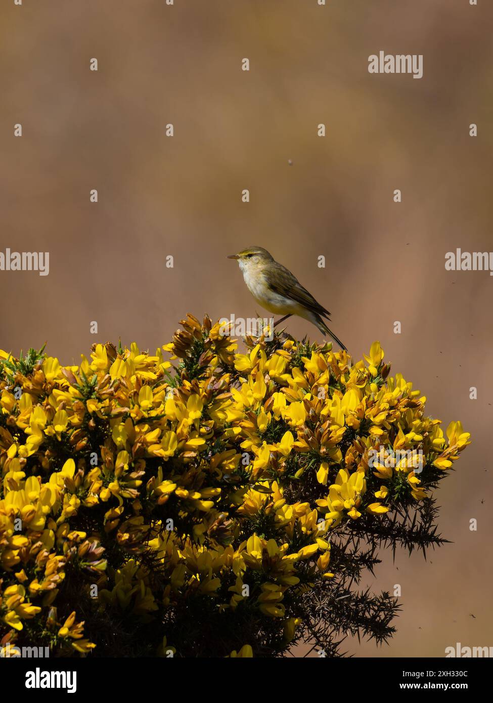 Un roat blanc commun également connu sous le nom de plus grand roat blanc, Curruca communis, chantant du haut d'un buisson. Banque D'Images