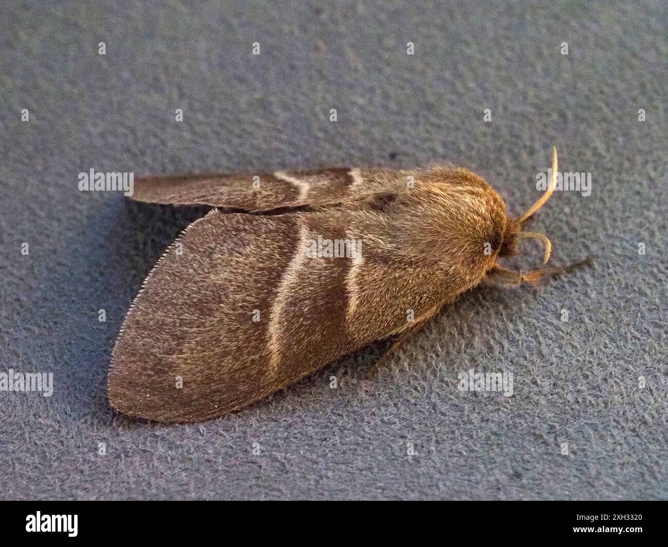 Macrothylacia rubi, la teigne du renard. Banque D'Images