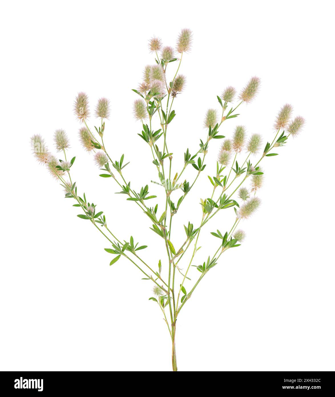 Trèfle de pierre isolé sur fond blanc. Trifolium arvense ou trèfle pied de lapin Banque D'Images