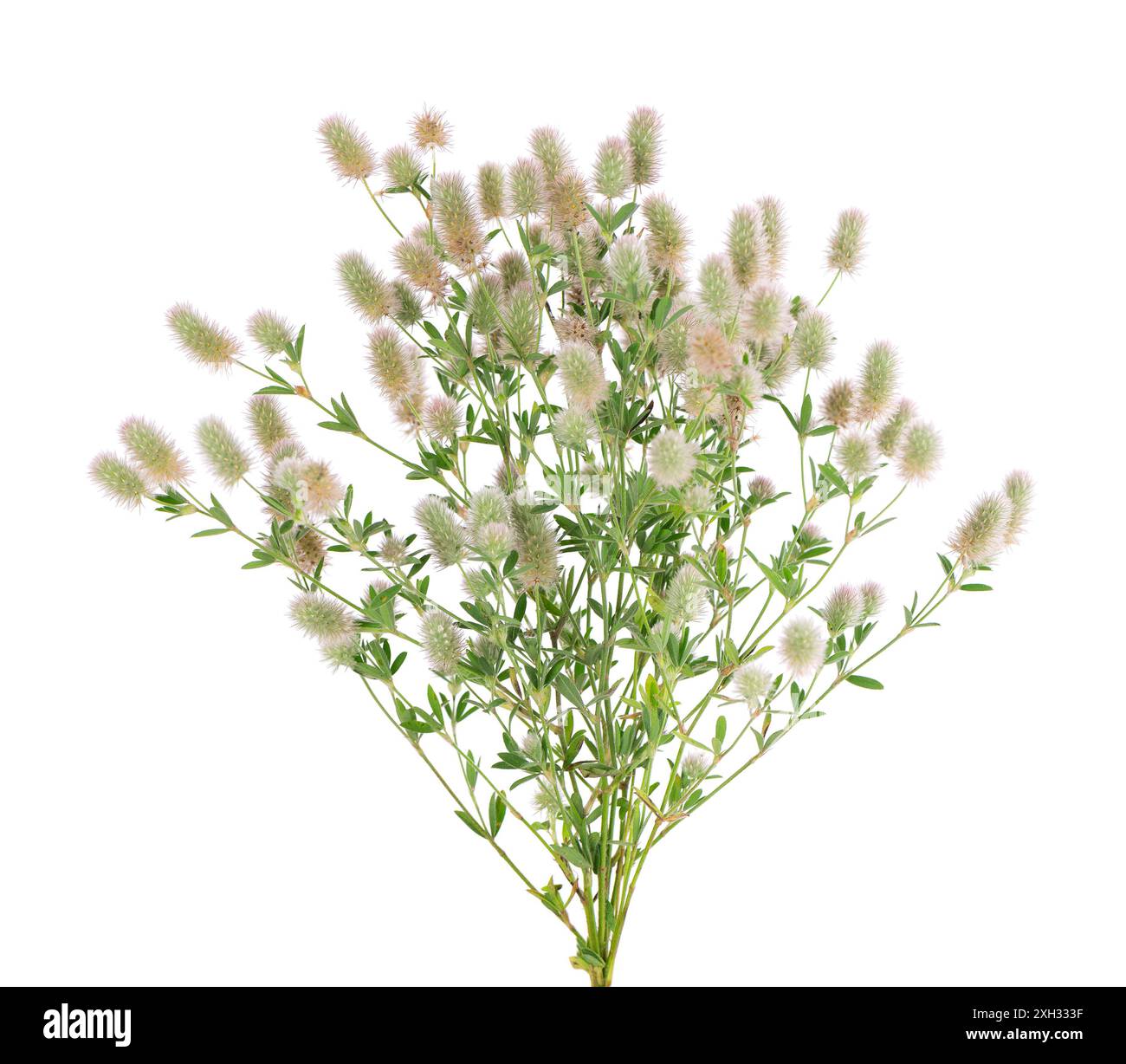 Trèfle de pierre isolé sur fond blanc. Trifolium arvense ou trèfle pied de lapin Banque D'Images