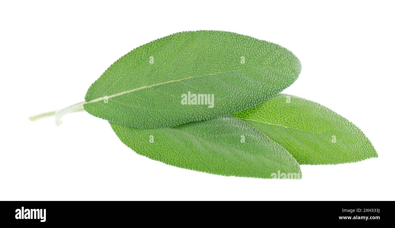 Feuilles de sauge fraîche isolées sur fond blanc. Feuilles de Salvia Officinalis. Herbe médicinale et culinaire. Masque Banque D'Images