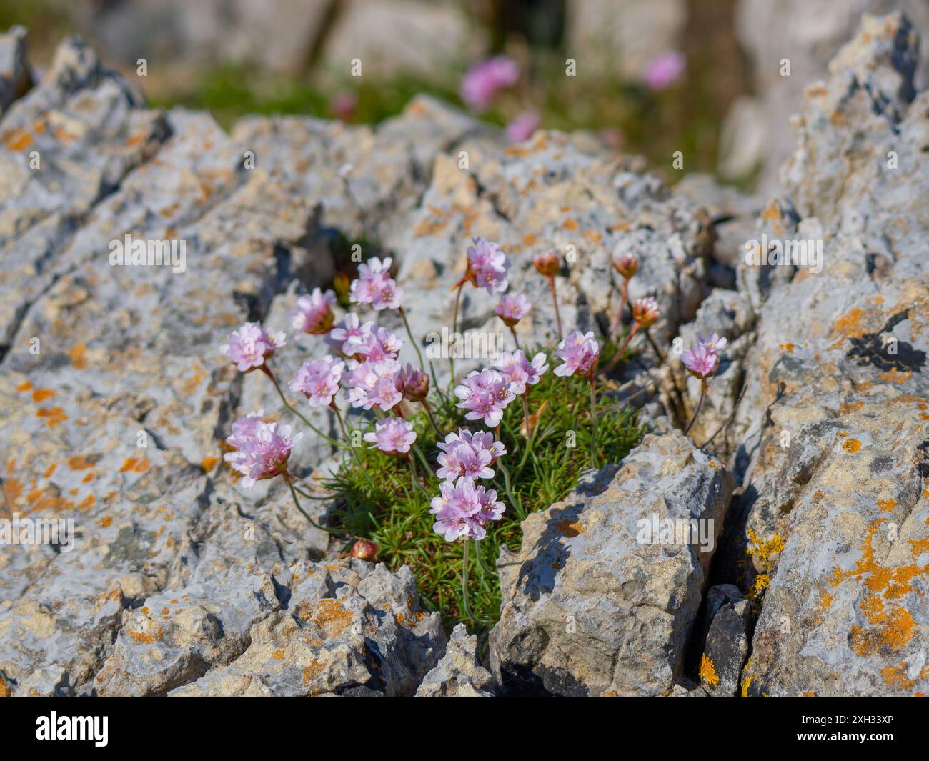Armeria maritima, connue sous le nom de friandise, friandise de mer ou rose de mer. Banque D'Images