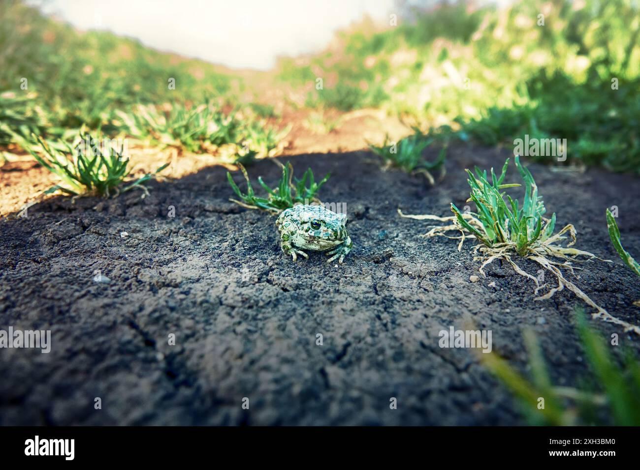 Un jeune crapaud vert européen (crapaud variable, Bufo viridis) sur terre sèche. Coloration assimilable (pas dans ce cas) et sécrétions toxiques sur la peau. Op Banque D'Images
