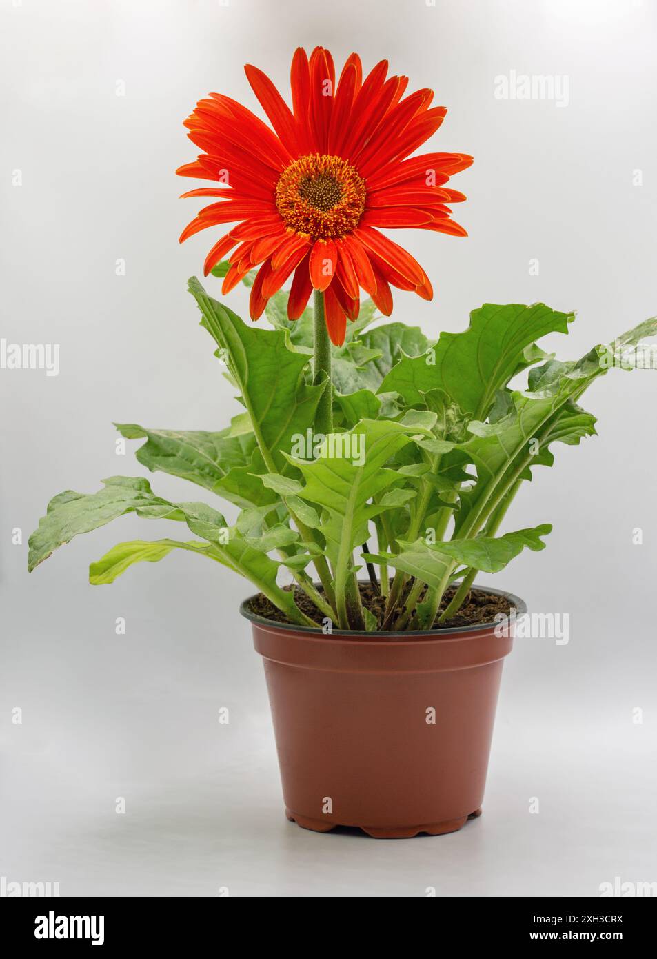 Studio Shoot de fleur de gerbera rouge avec des feuilles vertes en gros plan dans un pot contre blanc. Banque D'Images