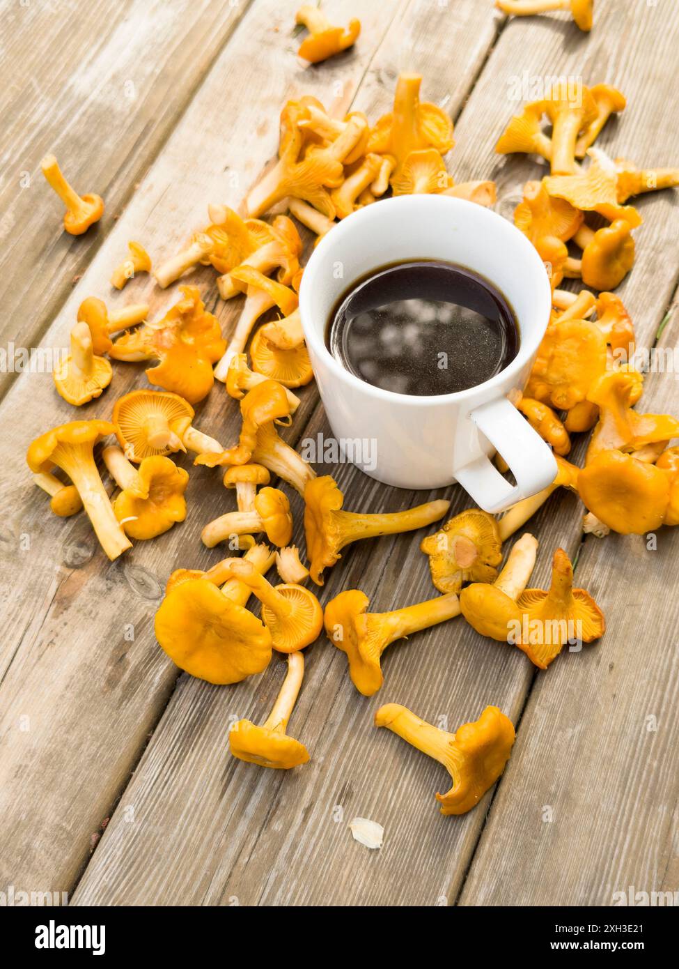 Une tasse blanche de café et de thé entourée de beaucoup de champignons forestiers sur fond de vieux bois Banque D'Images