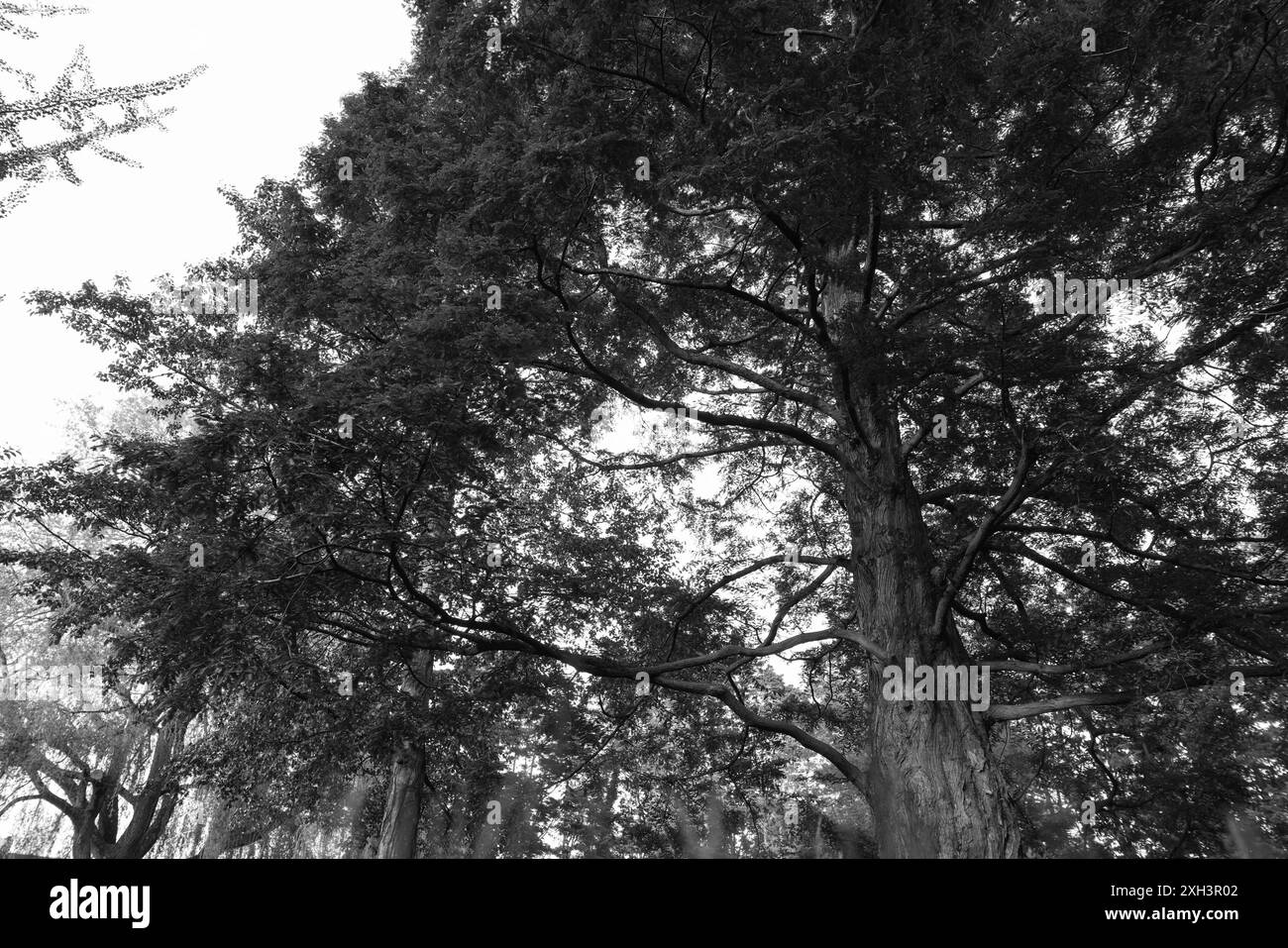 Bel arbre poussant à l'extérieur, effet noir et blanc Banque D'Images