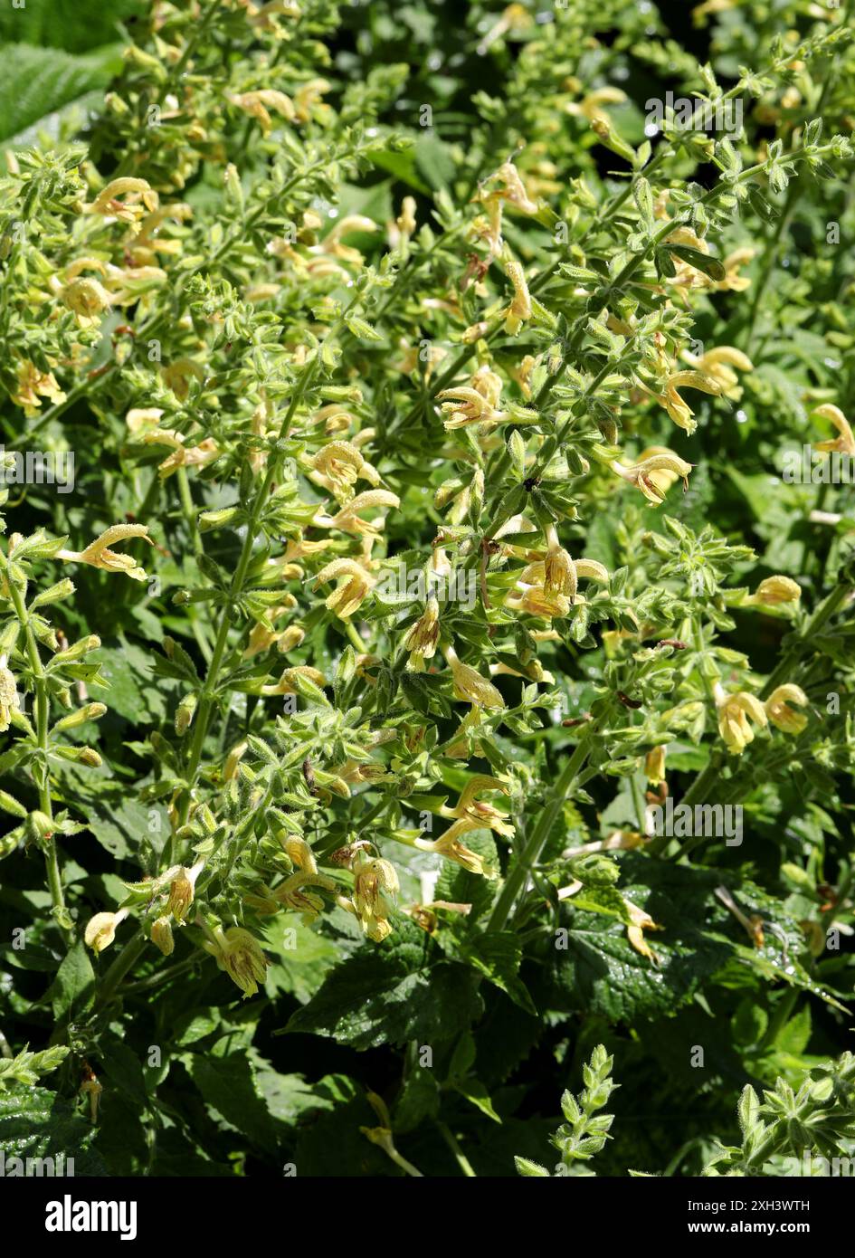 Sauge glutineuse, sauge collante, sauge de Jupiter, ou Distaff de Jupiter, Salvia glutinosa, Lamiaceae. Europe, Asie occidentale. Banque D'Images