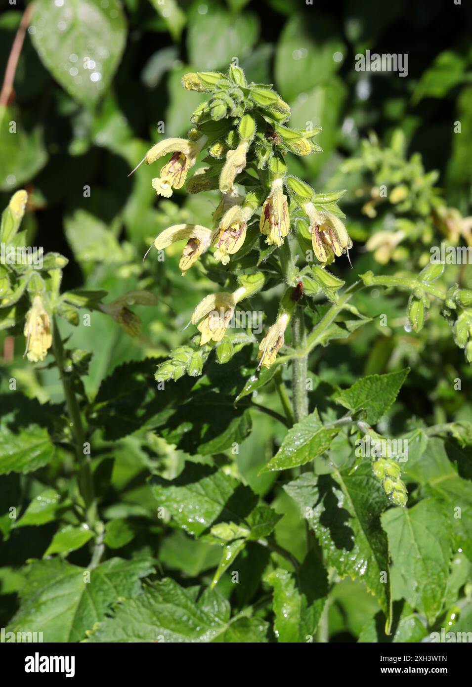 Sauge glutineuse, sauge collante, sauge de Jupiter, ou Distaff de Jupiter, Salvia glutinosa, Lamiaceae. Europe, Asie occidentale. Banque D'Images
