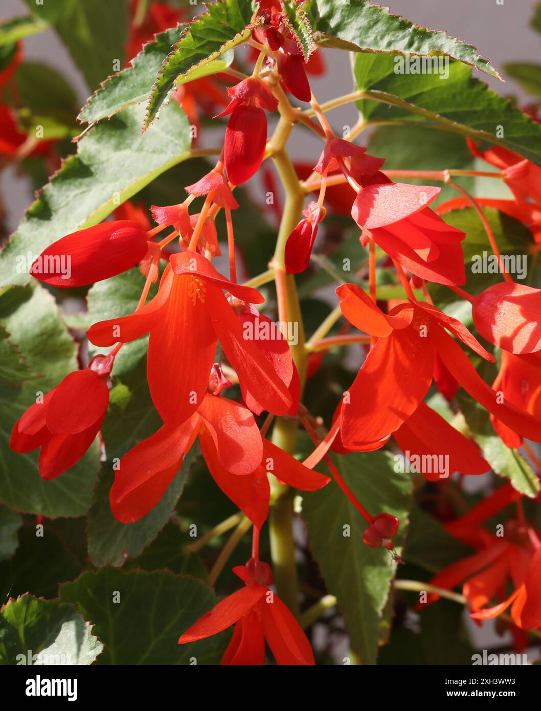 Begonia boliviensis 'Bossa Nova Orange', Begoniaceae. Bolivie et Argentine, Amérique du Sud. Banque D'Images