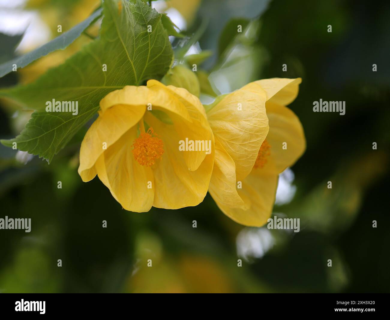 Abutilon, érable fleuri, fleur de cloche chinoise, lanterne chinoise, Abutilon 'Canary Bird', Malvaceae. Chine, Asie. Banque D'Images