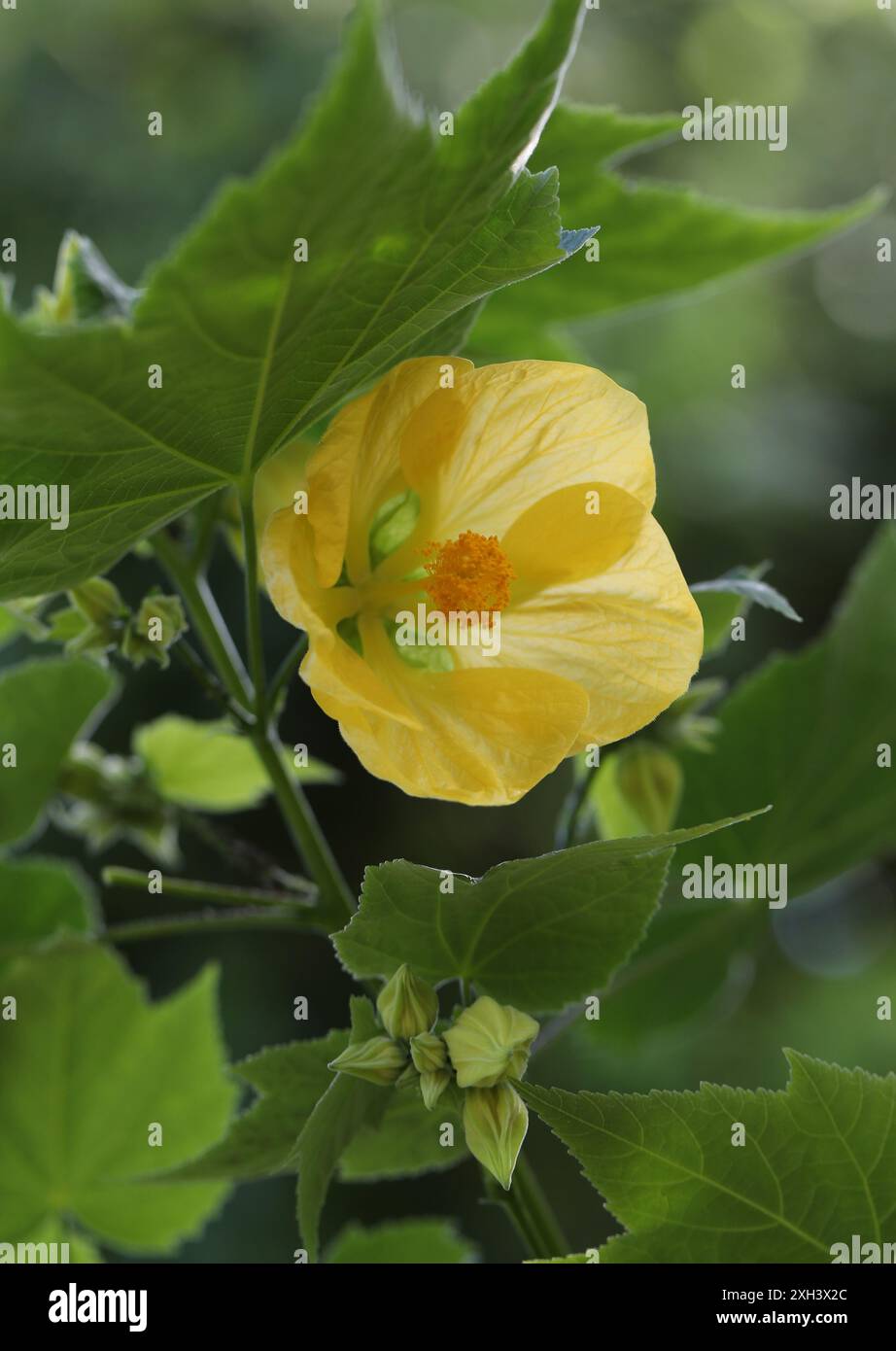 Abutilon, érable fleuri, fleur de cloche chinoise, lanterne chinoise, Abutilon 'Canary Bird', Malvaceae. Chine, Asie. Banque D'Images