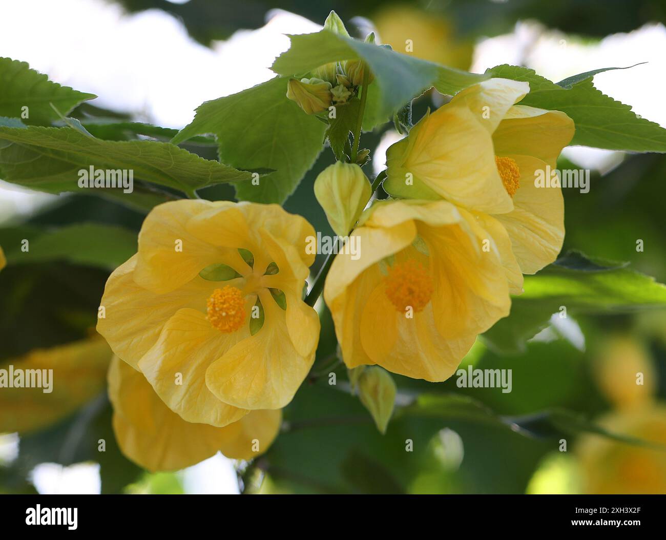 Abutilon, érable fleuri, fleur de cloche chinoise, lanterne chinoise, Abutilon 'Canary Bird', Malvaceae. Chine, Asie. Banque D'Images