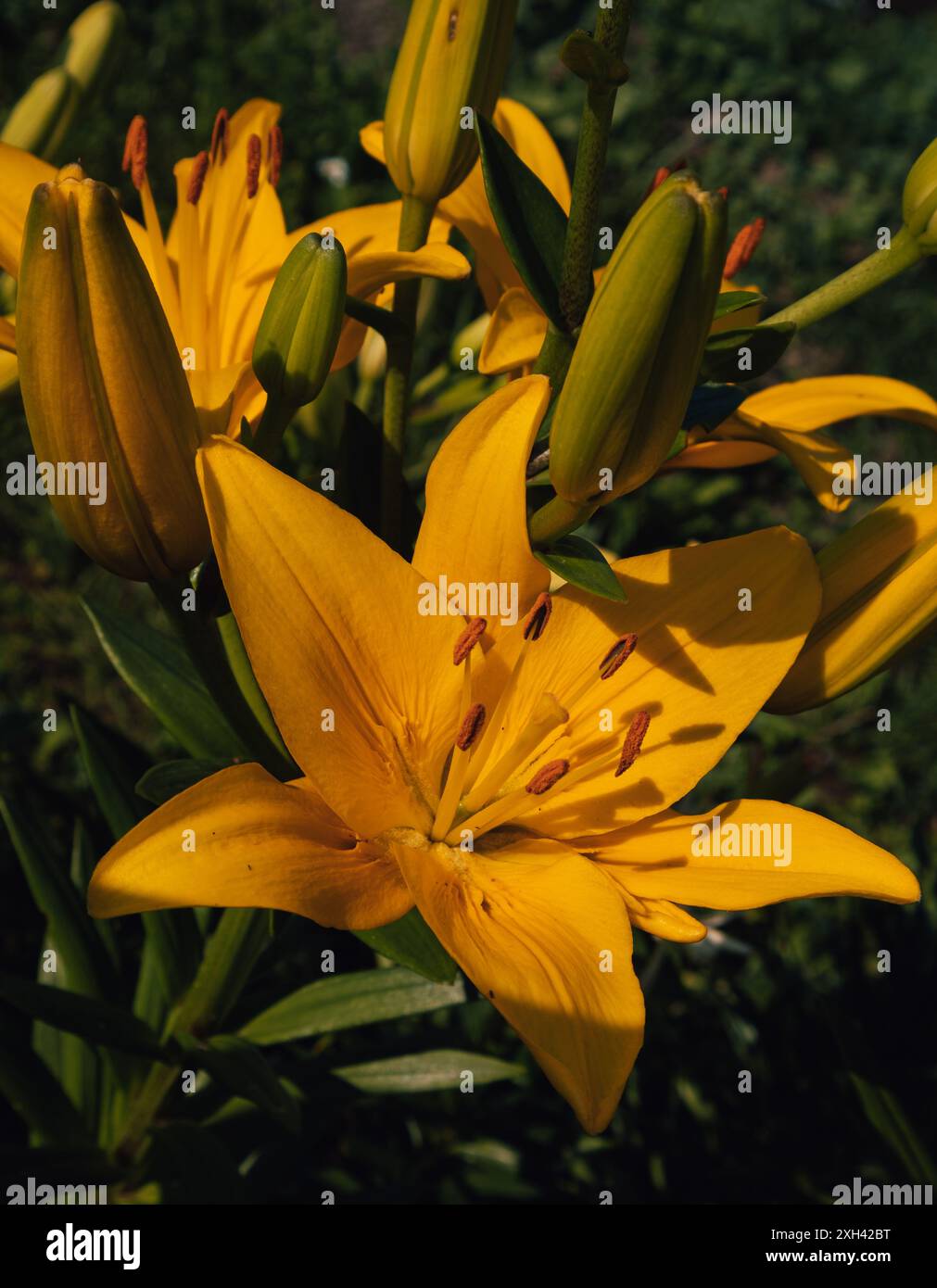 Comme un rayon de soleil, ce lis vous regardait. Le lis jaune complète parfaitement les couleurs estivales. Banque D'Images