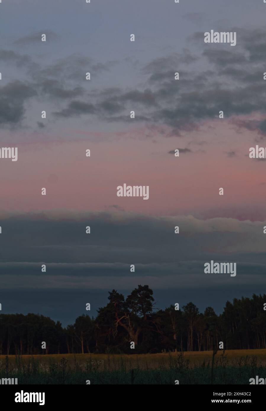 Un grand pin solitaire traîne au milieu d'un champ. Le ciel orne la belle nature.. Banque D'Images