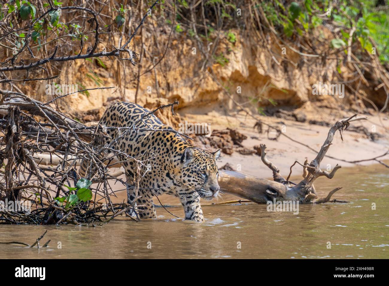 Jaguar marchant dans une rivière dans le Pantanal Banque D'Images