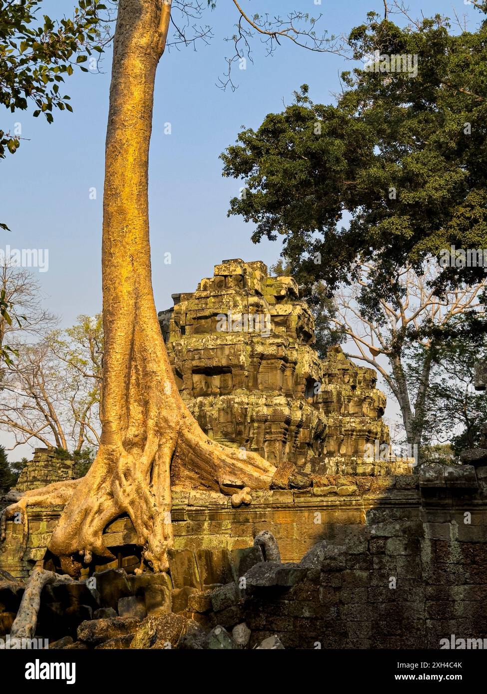 Temple Ta Prohm, un monastère bouddhiste Mahayana construit à la fin du XIIe siècle pour le roi khmer Jayavarman VII, Cambodge. Banque D'Images Temple Ta Prohm, un monastère bouddhiste Mahayana construit à la fin du XIIe siècle pour le roi khmer Jayavarman VII, Cambodge. Banque D'Images