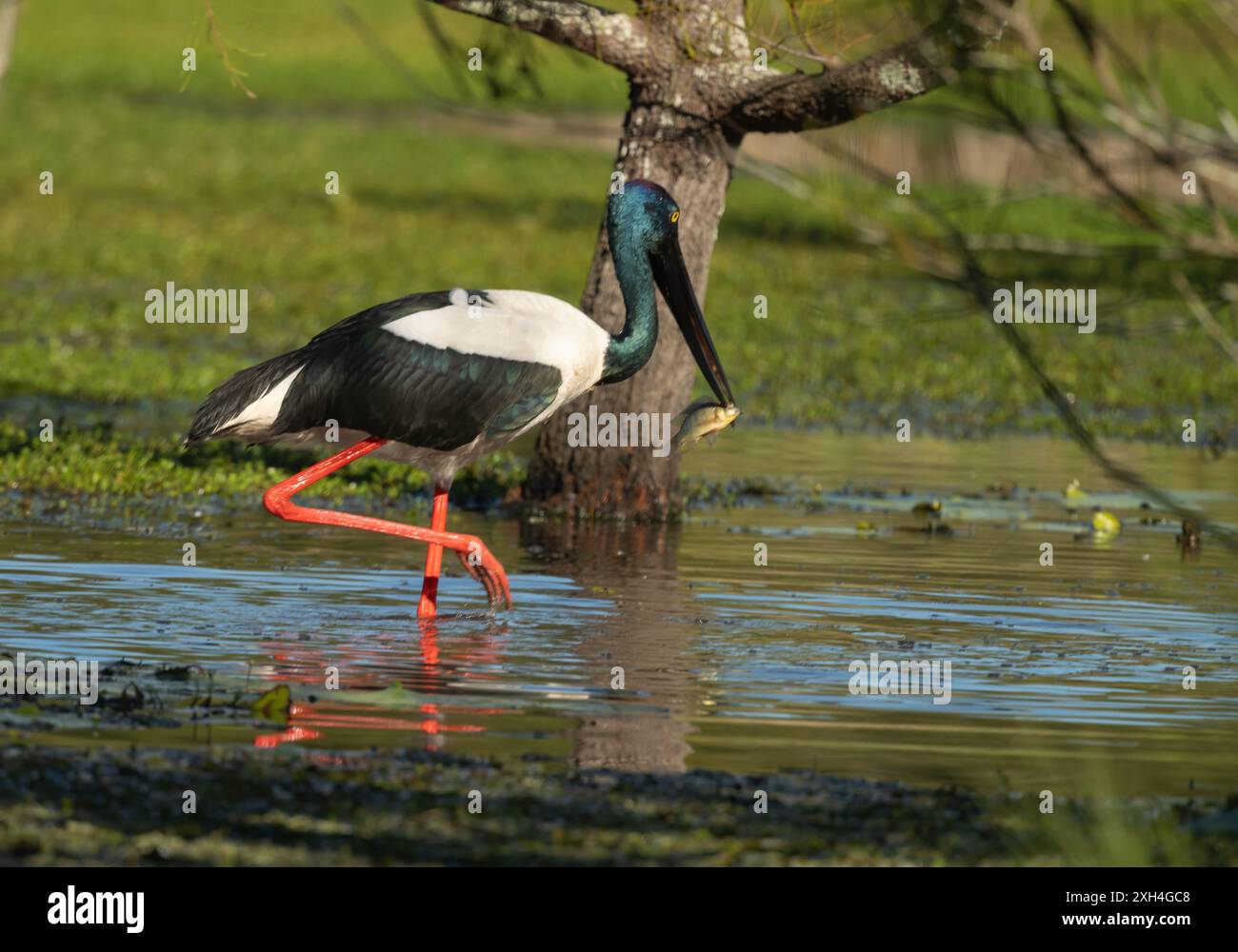 Cigogne à cou noir ( ephippiorhynchus asiaticus ) femelle Jabiru avec un poisson dans le Queensland, Australie. Banque D'Images