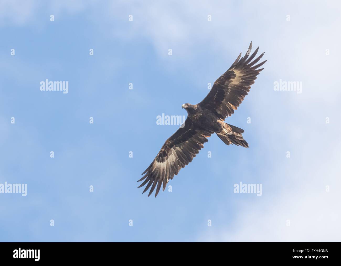 Aigle à queue caillée (aquila audax) le plus grand oiseau de proie d'Australie volant avec un fond de ciel isolé. Banque D'Images