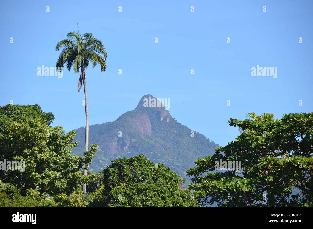 Palmier impérial sur fond de ciel bleu. Vue en angle bas Banque D'Images