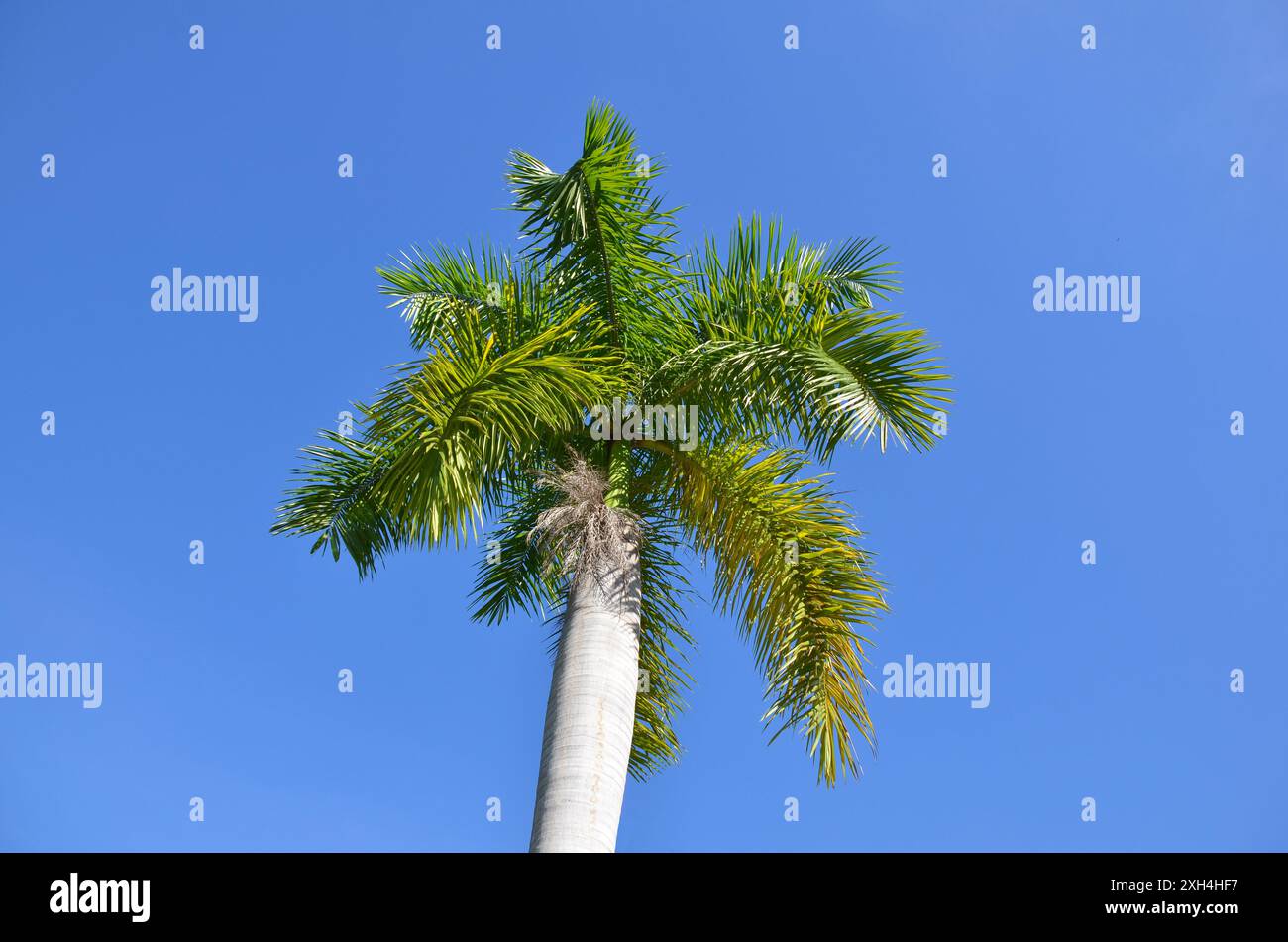 Palmier impérial sur fond de ciel bleu. Vue en angle bas Banque D'Images
