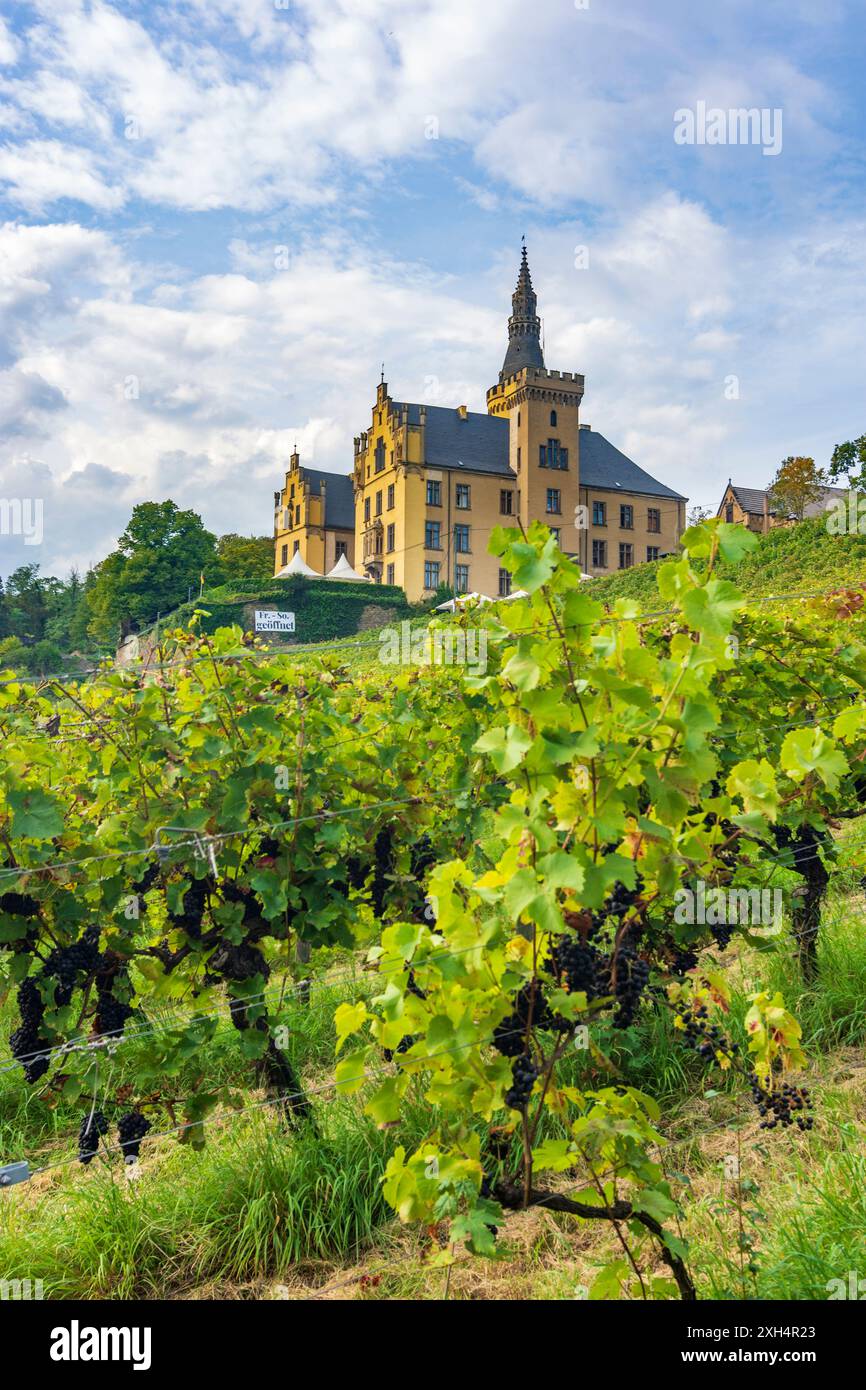 Bad Hönningen : Château de Schloss Arenfels, vignoble dans le Rheintal, Rhénanie-Palatinat, Allemagne Banque D'Images