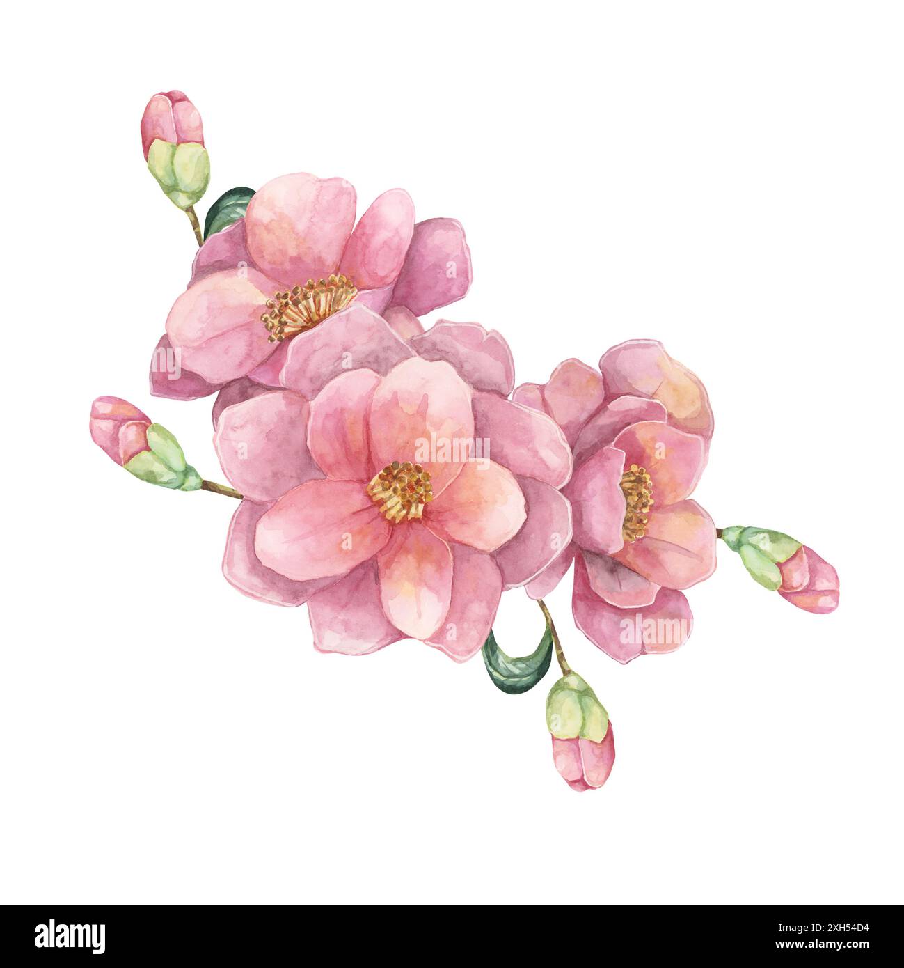 Une branche de camélia avec de multiples fleurs et bourgeons clipart aquarelle. Les fleurs roses douces et les feuilles vertes sont détaillées, parfaites pour les couvertures de cahier, la conception de vêtements, les oreillers décoratifs, ou l'art de toile Banque D'Images