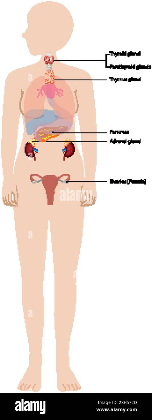 Illustration des glandes endocrines majeures dans le corps Illustration de Vecteur