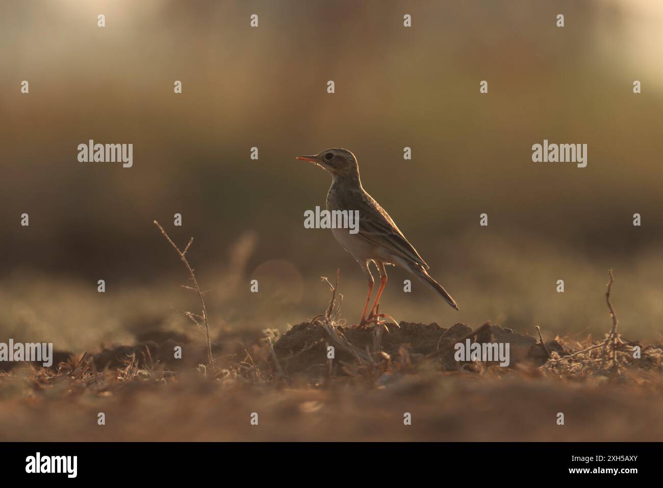 Oiseau pipit de Paddyfield debout sur le sol. Arrière-plan naturel. Banque D'Images