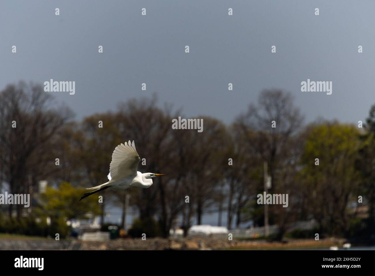 Flyinh d'oiseau Banque D'Images