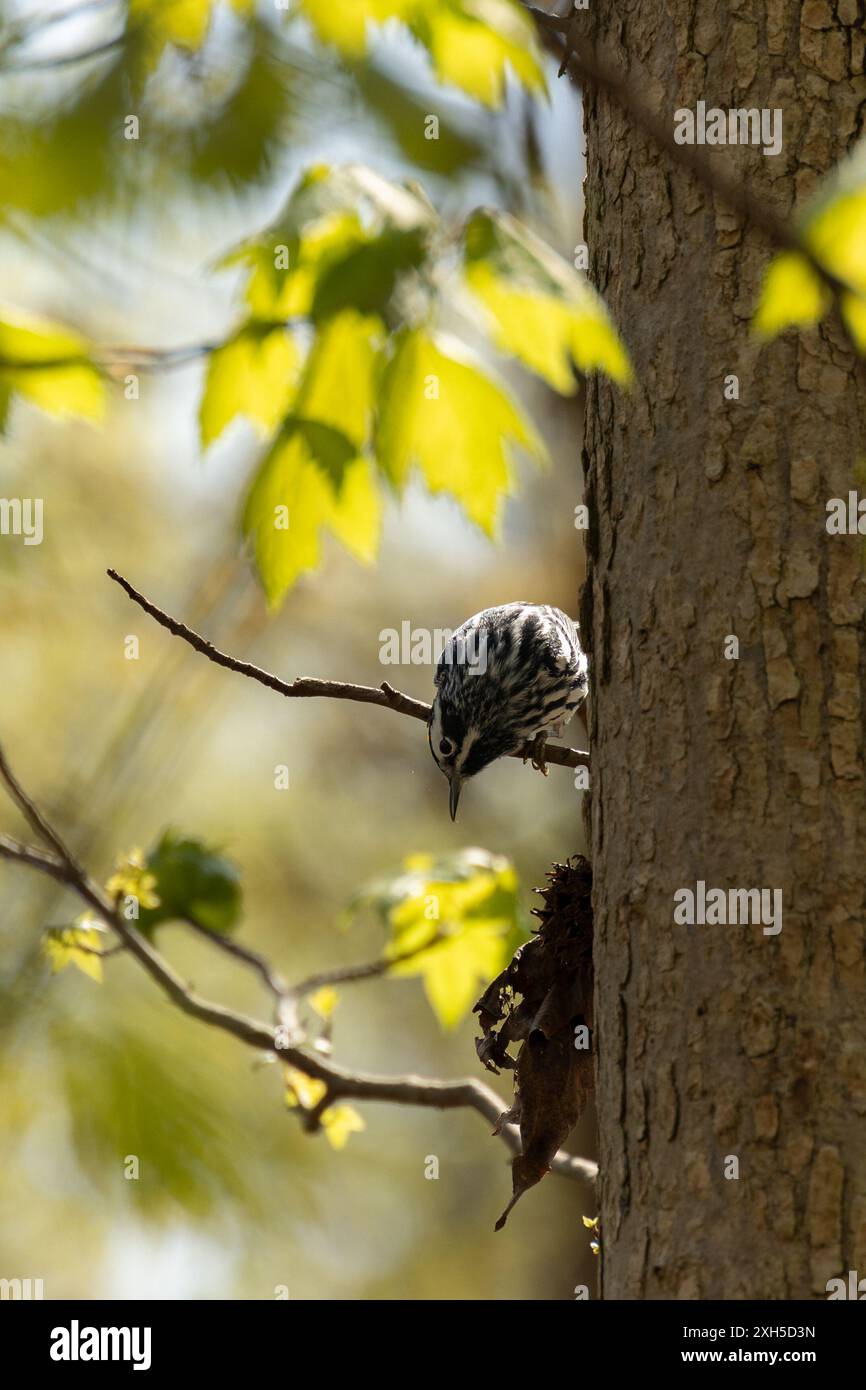 Oiseau sur le côté de l'arbre Banque D'Images