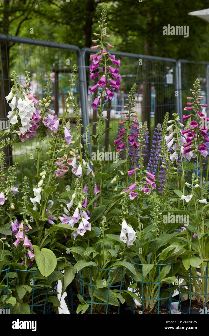 Digitalis purpurea Foxy herbes avec des fleurs roses, blanches et violettes Banque D'Images