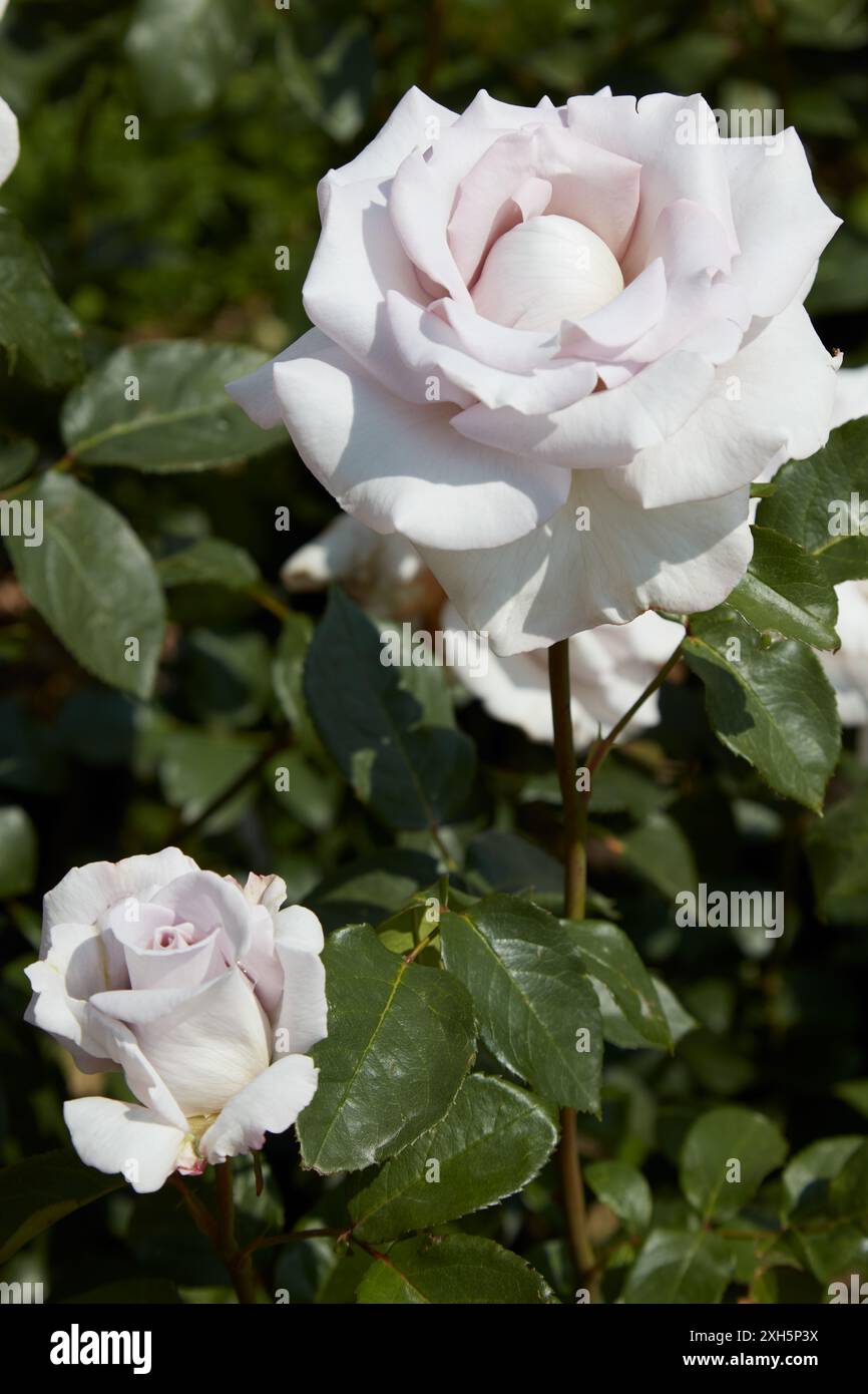 Rose en acier inoxydable, thé hybride avec des fleurs blanches à la lumière du soleil Banque D'Images