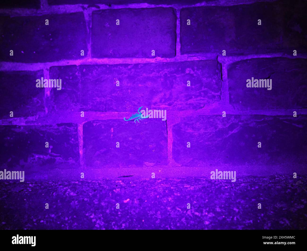 Sheerness, Kent, Royaume-Uni. 11 juillet 2024. Scorpions vivant dans des crevasses dans l'ancien mur de chantier naval Royal à Blue Town, Sheerness, Kent - représenté sur le mur tard dans la soirée par une nuit humide. La colonie de scorpions à Sheerness est la plus grande (plus de 10 000) et la plus connue colonie de scorpion sauvage au Royaume-Uni. Les scorpions à queue jaune sont arrivés au XVIIIe siècle par bateau. Sous la lumière UV, ils brillent bleu-vert. Crédit : James Bell/Alamy Live News Banque D'Images