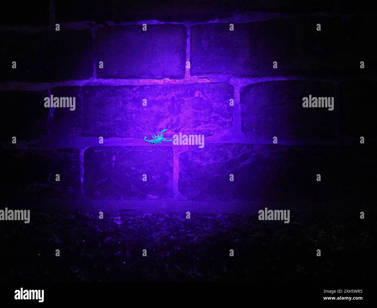 Sheerness, Kent, Royaume-Uni. 11 juillet 2024. Scorpions vivant dans des crevasses dans l'ancien mur de chantier naval Royal à Blue Town, Sheerness, Kent - représenté sur le mur tard dans la soirée par une nuit humide. La colonie de scorpions à Sheerness est la plus grande (plus de 10 000) et la plus connue colonie de scorpion sauvage au Royaume-Uni. Les scorpions à queue jaune sont arrivés au XVIIIe siècle par bateau. Sous la lumière UV, ils brillent bleu-vert. Crédit : James Bell/Alamy Live News Banque D'Images