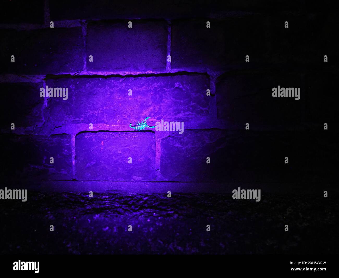 Sheerness, Kent, Royaume-Uni. 11 juillet 2024. Scorpions vivant dans des crevasses dans l'ancien mur de chantier naval Royal à Blue Town, Sheerness, Kent - représenté sur le mur tard dans la soirée par une nuit humide. La colonie de scorpions à Sheerness est la plus grande (plus de 10 000) et la plus connue colonie de scorpion sauvage au Royaume-Uni. Les scorpions à queue jaune sont arrivés au XVIIIe siècle par bateau. Sous la lumière UV, ils brillent bleu-vert. Crédit : James Bell/Alamy Live News Banque D'Images