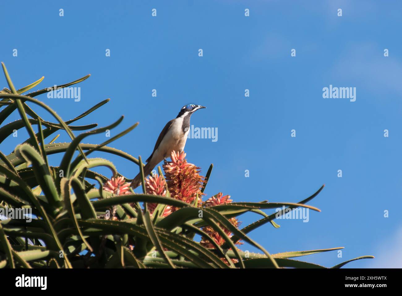 Myélicienne à visage bleu australien, Entomyzon cyanotis, se nourrissant de fleurs d'aloe barberae, d'aloès d'arbre, d'aloès géant dans le jardin du Queensland. Copier l'espace Banque D'Images